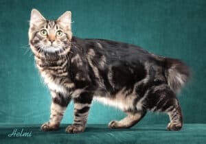 An American Bobtail cat with black and light brown fur and yellow eyes