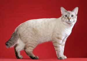 An American Bobtail shorthair with a white and light gray coat