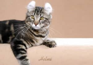 An American Curl with varying shades of brown fur and yellow eyes