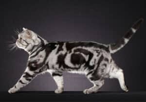 American Shorthair with a gray and black marbled coat