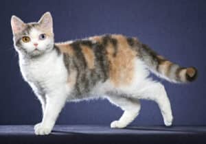 American-Wirehair-Full-Body