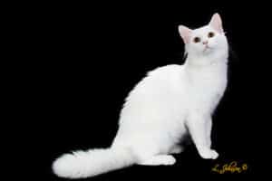 Example photo of the Aphrodite cat breed