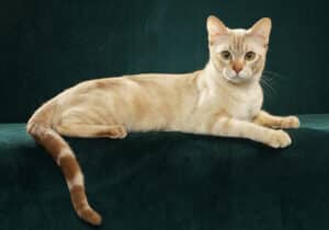 An Australian Mist cat lounging on a dark green background with light and dark orange fur and orange eyes