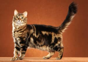 Bengal-Longhair-Full-Body