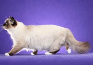 Birman-Full-Body