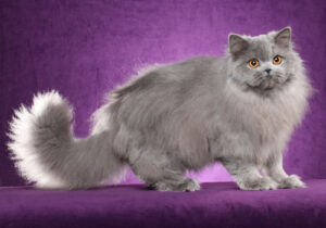 British Longhair cat with blue fur and orange eyes