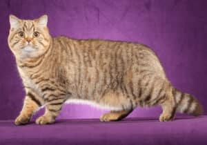 A British shorthair cat with tan and brown coloring