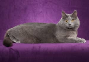 Chartreux-Full-Body