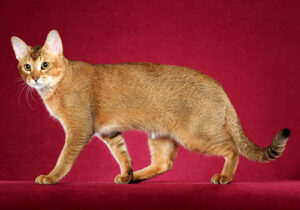 Chausie-Full-Body