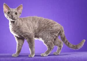 Devon-Rex-Full-Body