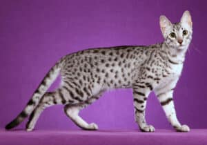 Egyptian Mau - Cheops