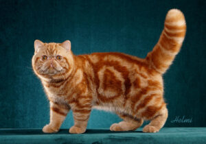 Exotic-Shorthair-Full-Body