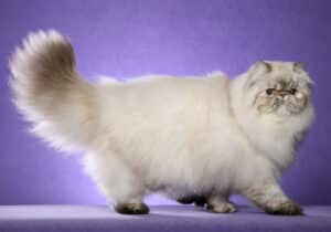 Himalayan cat with white and brown coloring