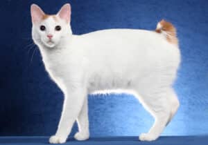 Japanese-Bobtail-Full-Body