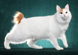 Japanese-Bobtail-Longhair-Full-Body