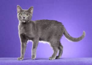 Korat-Full-Body