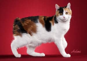 Kurilian-Bobtail-Full-Body