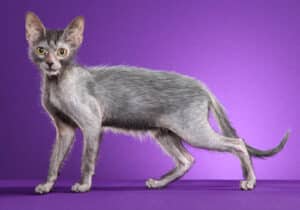 Lykoi-Full-Body