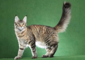 Maine-Coon-Polydactyl-Full-Body