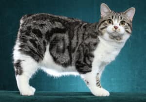 Manx-Full-Body