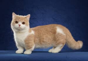 An orange and white Minuet cat