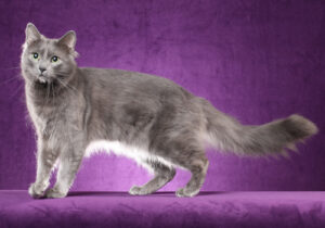 Nebelung-Body-Shot