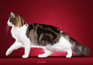 A Norwegian Forest cat with white, brown, and black coloring