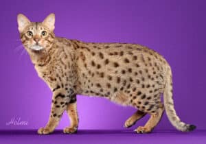 Ocicat-Full-Body