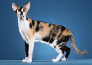 Oriental-Shorthair-Full-Body