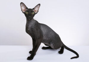 Peterbald-Full-Body