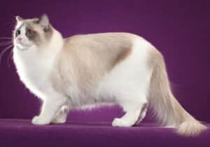 A white and tan Ragdoll facing to the left