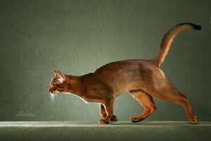 Example photo of the Abyssinian cat breed