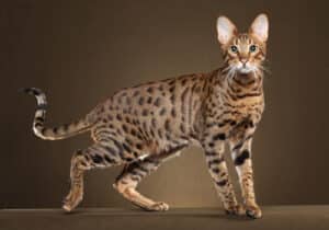 A Savannah cat with orange fur with black spots and large ears