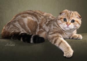 Scottish-Fold-Full-Body