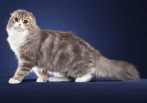 Scottish-Fold-Longhair-Full-Body