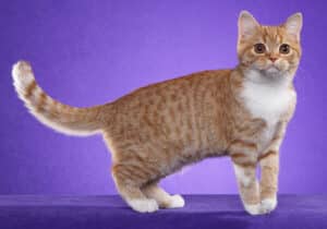 A Scottish Straight cat with orange and white coloring