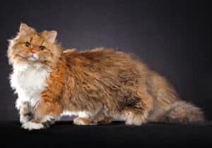 Selkirk-Rex-Longhair-Full-Body