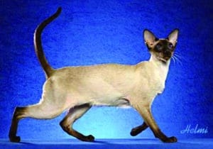 A Siamese cat with classic seal point coat pattern and large ears