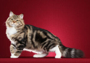 A Siberian cat with brown, black, and white coloring