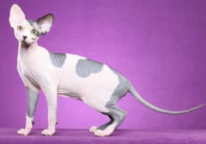 Sphynx-Full-Body