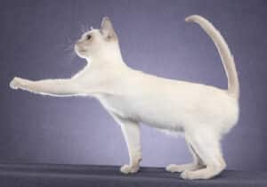 Tonkinese-Full-Body