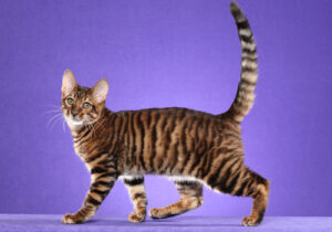 Toyger-Full-Body