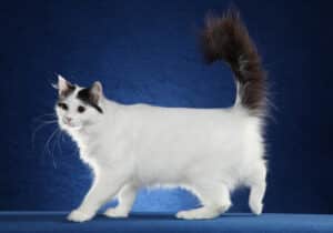 Turkish-Van-Full-Body